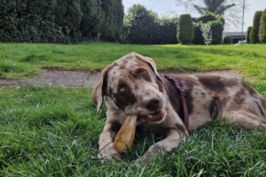Wie oft dürfen Hunde kauartikel fressen?