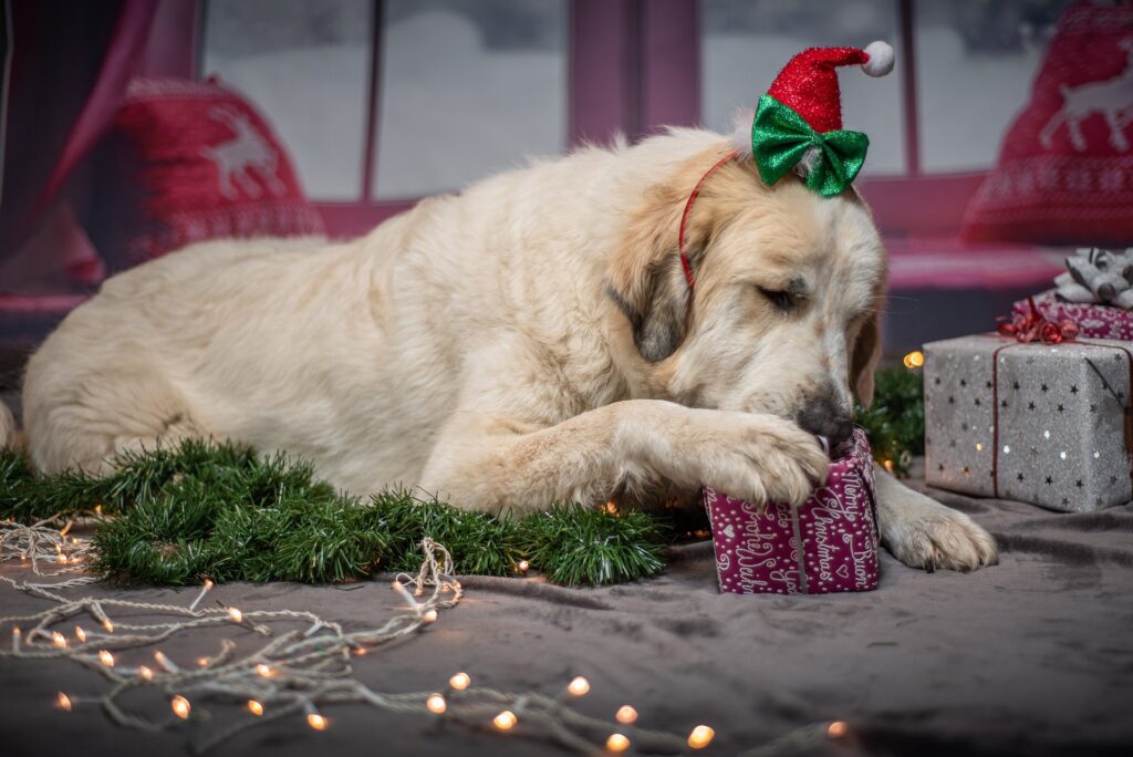 Weihnachten mit Hund