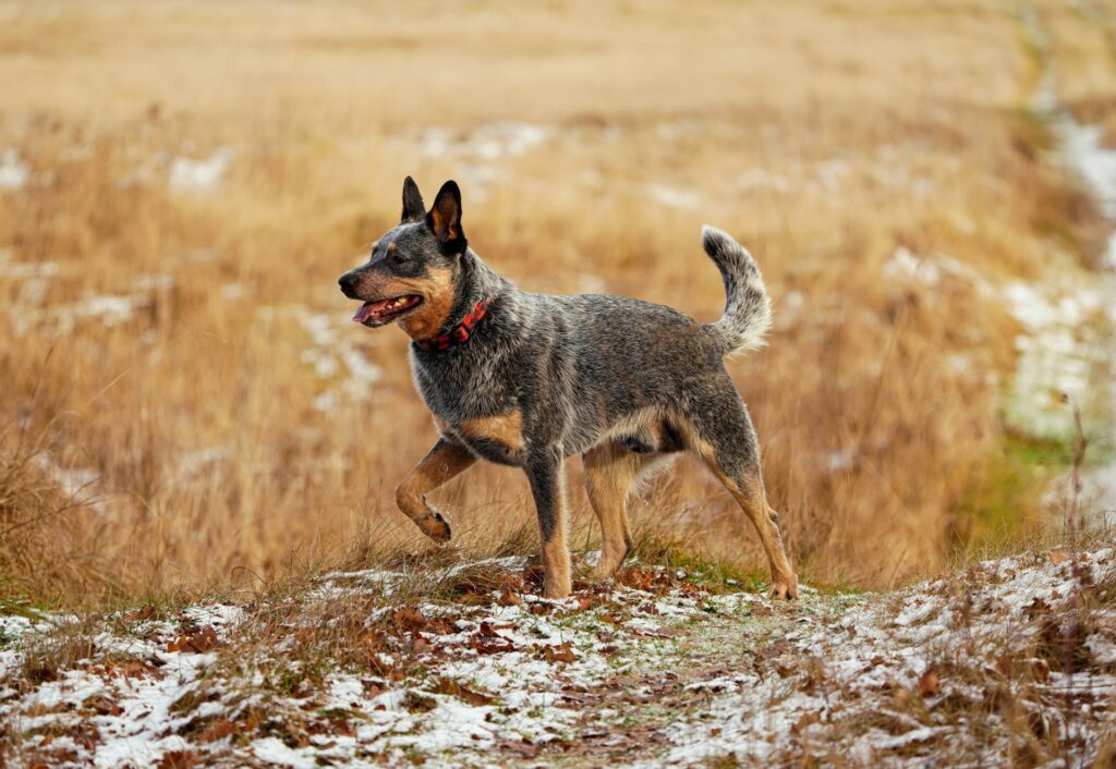 Das sind die besten Kauartikel für Australian Cattle Dogs