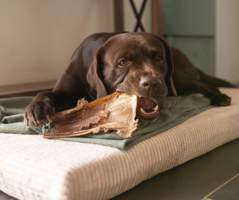 Unsere Top 5 Hunde-Snacks