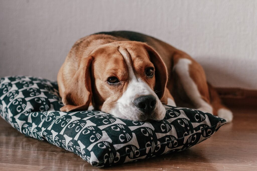 Das sind die besten Kauartikel für Beagles