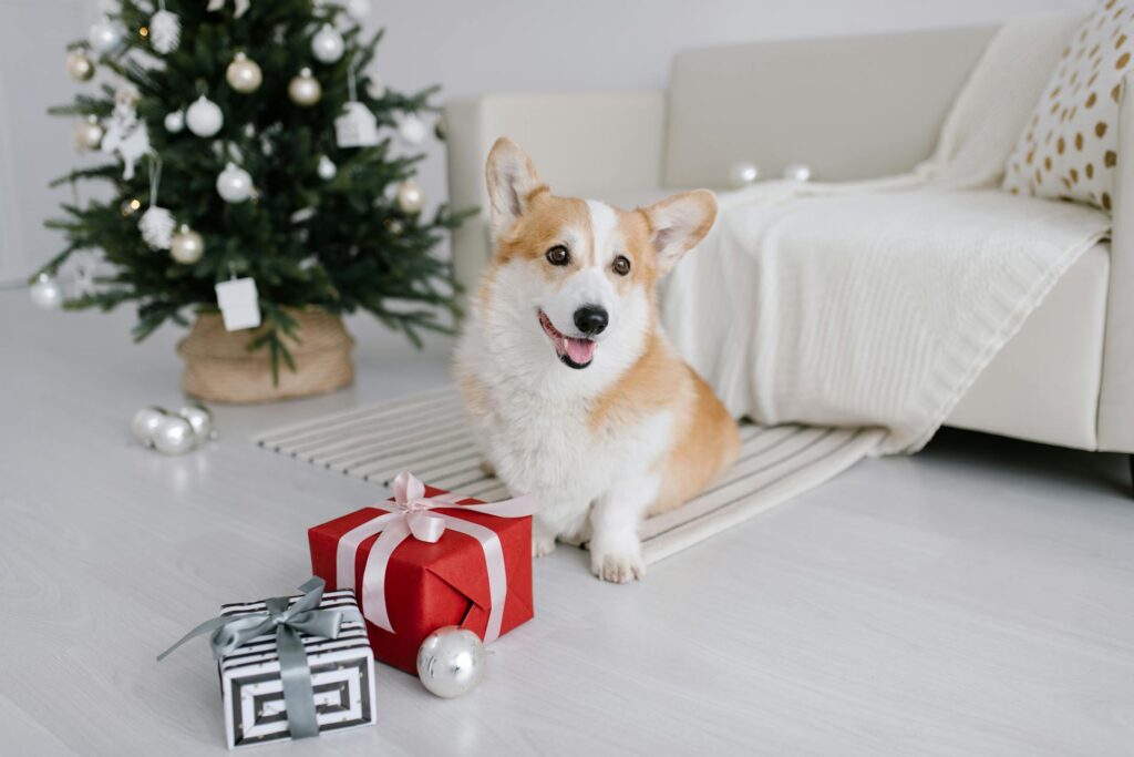 Die besten Hundekekse zu Weihnachten