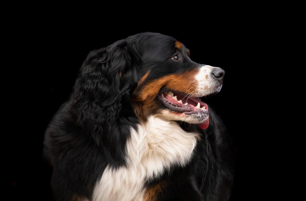 Welche Kauartikel für Berner Sennenhund?