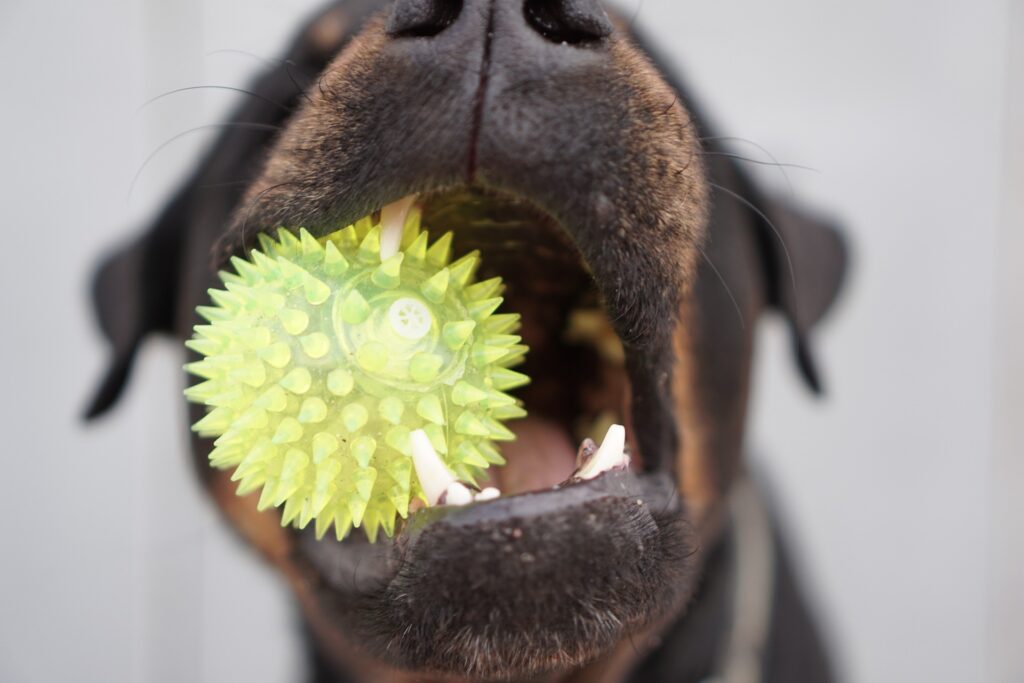 die besten Kauartikel für Rottweiler