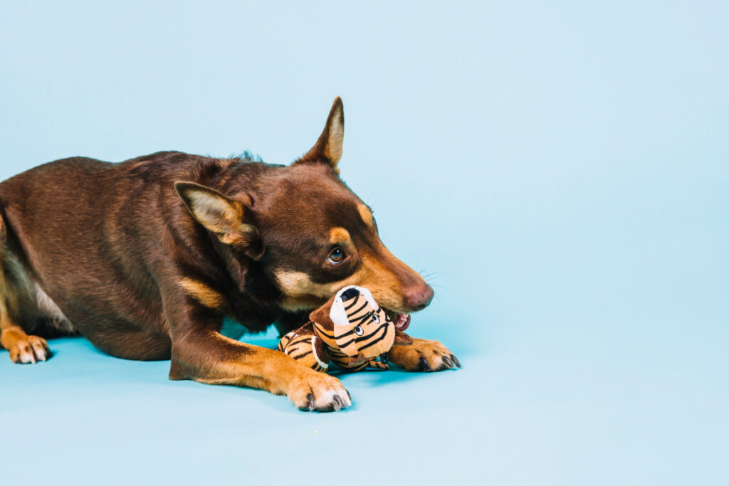 Leishmaniose bei Hunden