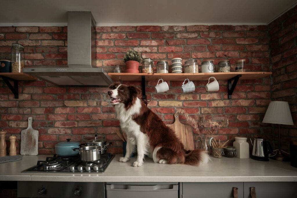 Kauartikel für Border Collies