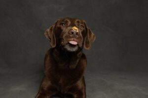 Kauartikel & Leckerchen für Leishmaniose-Hunde