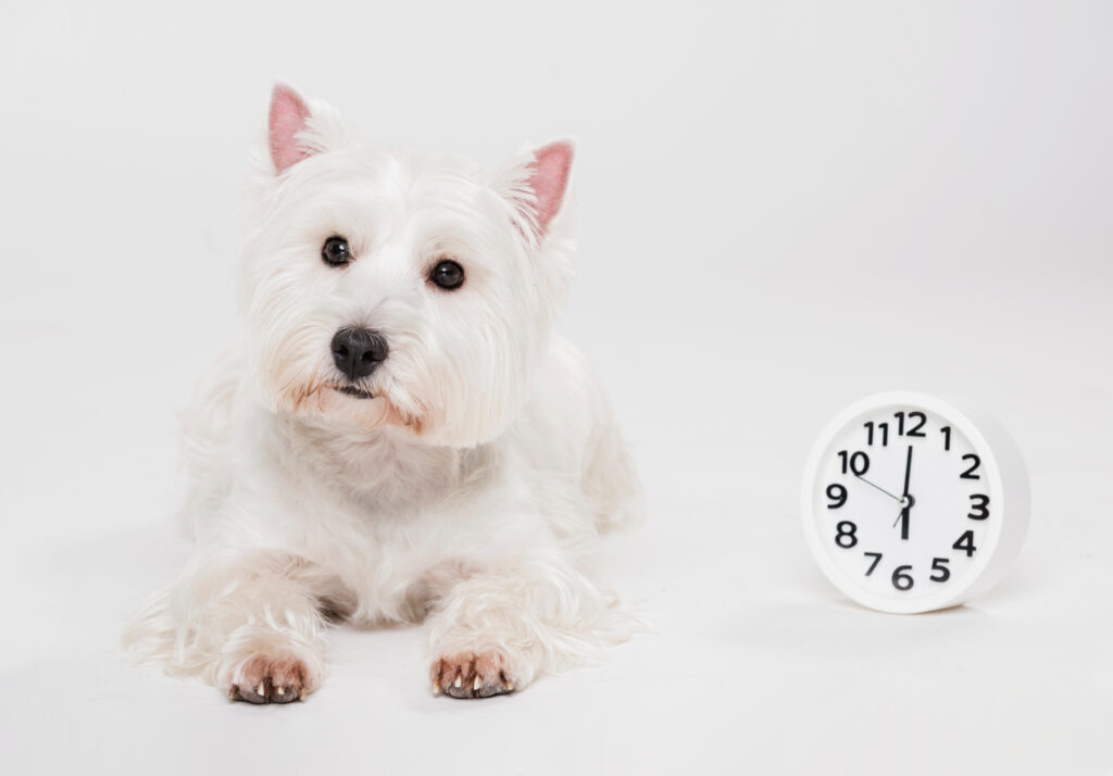 Wie viel Zeit und Geld muss ich für einen Hund einplanen?