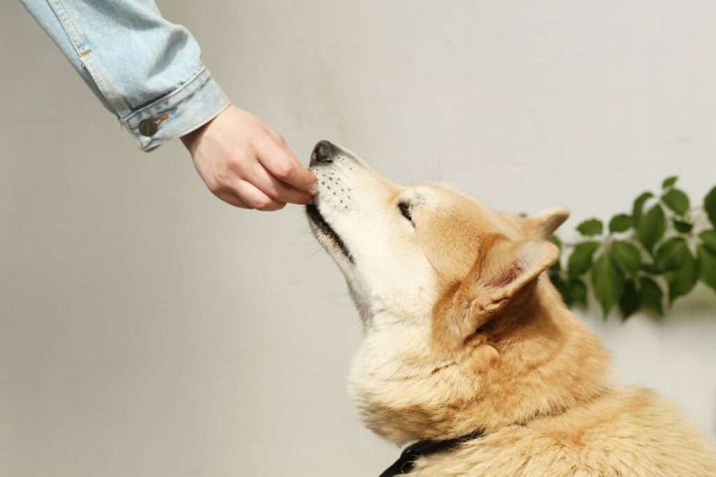 die besten Kauartikel für Shiba Inu