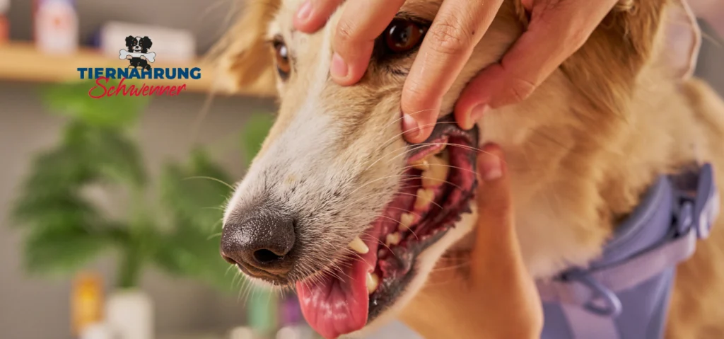 Zahnbelag beim Hund