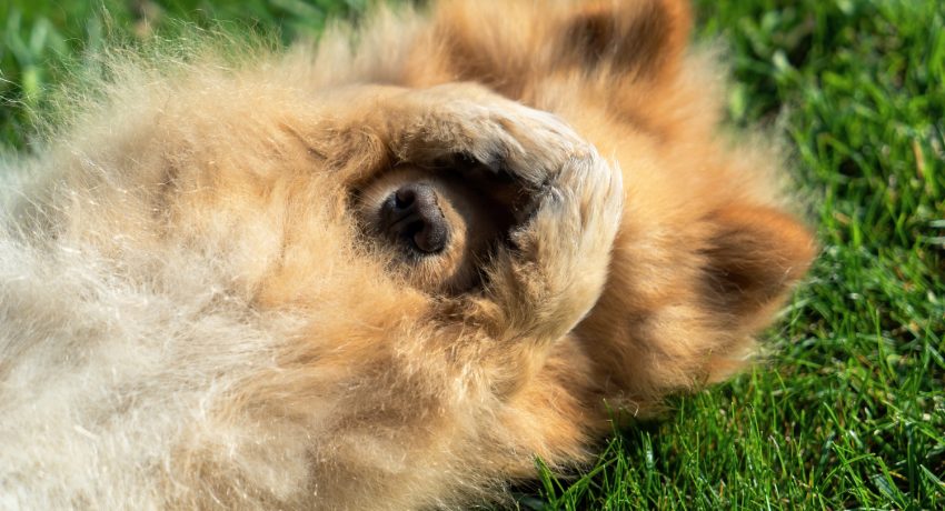 Allergie beim Hund