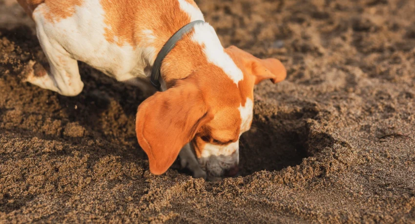 Dein Hund frisst Erde?