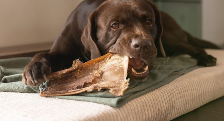 Unsere Top 5 Hunde-Snacks