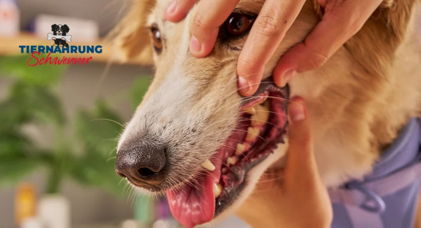 Zahnbelag beim Hund