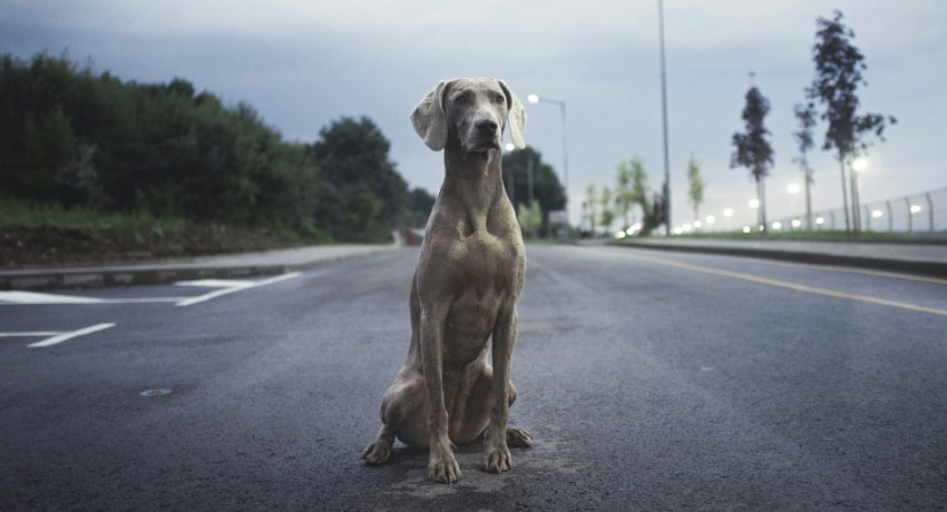 Foto von Atanas Teodosiev auf Unsplash