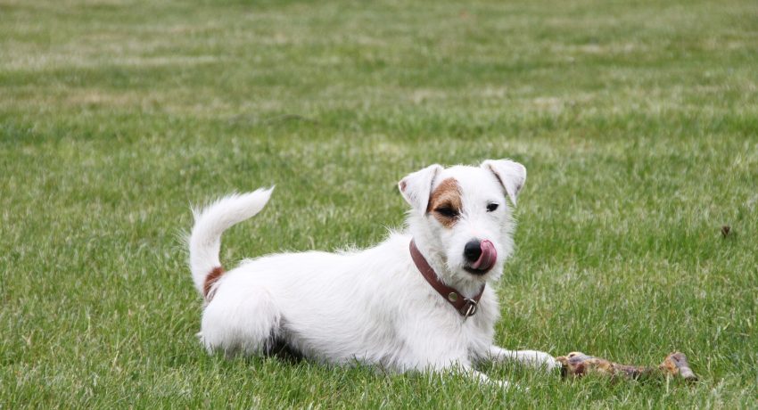 parson-russell-terrier-5168050_1920