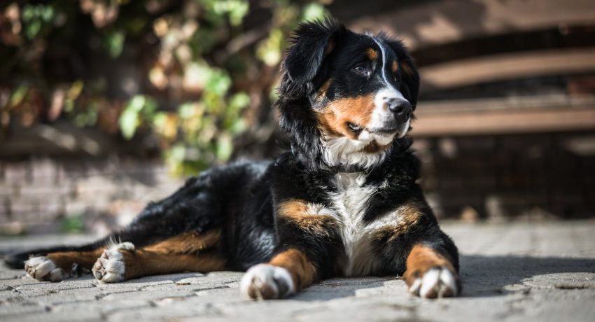 Foto von Alexander Dummer: https://www.pexels.com/de-de/foto/schwarzer-langer-mantel-mittlerer-hund-auf-grauem-betonpflaster-132676/