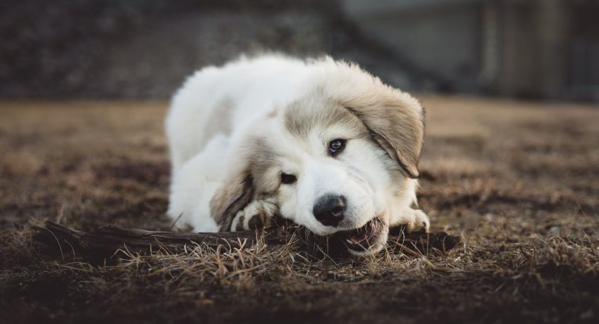 Foto von the happiest face =): https://www.pexels.com/de-de/foto/flaches-fokusfoto-des-langbeschichteten-weissen-und-grauen-welpen-2174209/