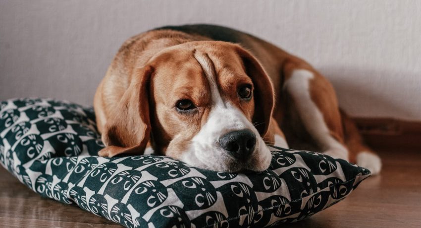 Das sind die besten Kauartikel für Beagles