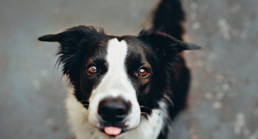 Foto von Helena Lopes: https://www.pexels.com/de-de/foto/kurzhaariger-schwarz-weiss-hund-am-boden-1938125/