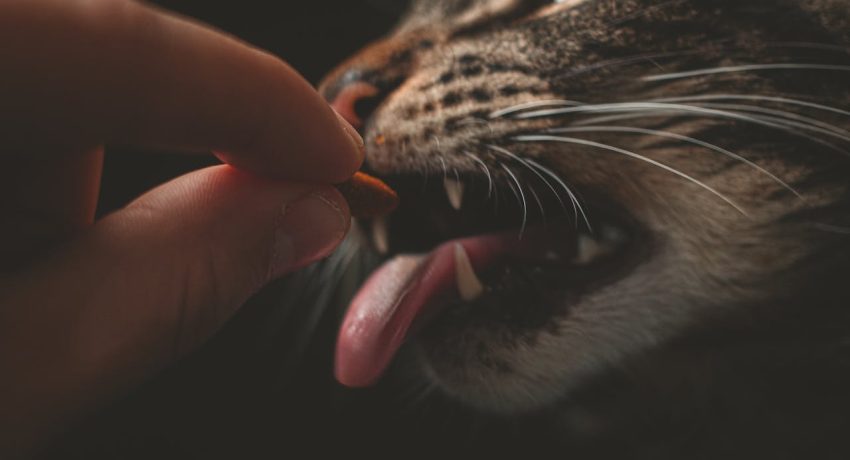 Foto von Lucas Pezeta: https://www.pexels.com/de-de/foto/person-die-graues-tier-futtert-2352276/