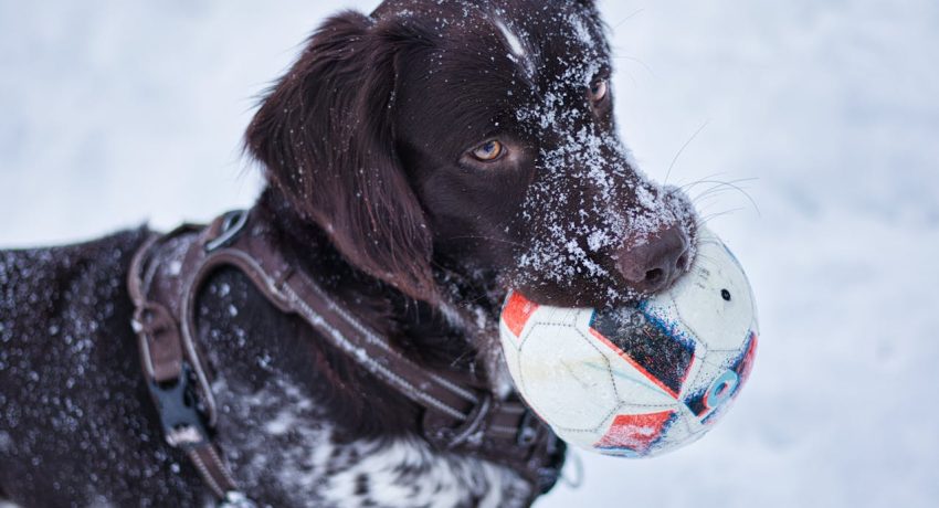 Foto von Nele We: https://www.pexels.com/de-de/foto/schnee-winter-tier-hund-10991598/