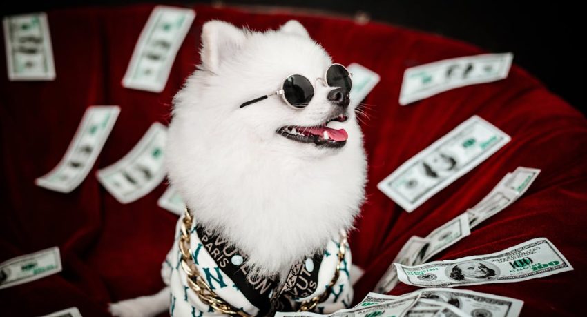 Foto von Pet foto: https://www.pexels.com/de-de/foto/sonnenbrille-hund-haustier-geld-17880528/