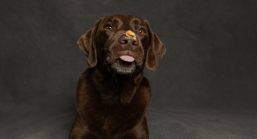 Kauartikel & Leckerchen für Leishmaniose-Hunde