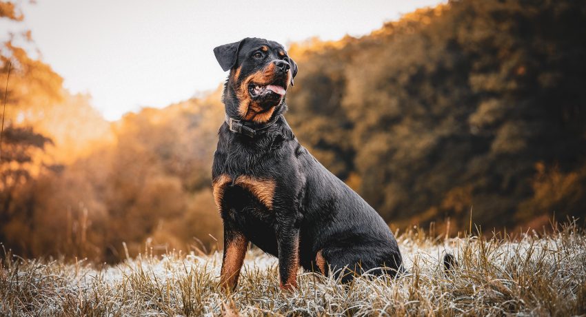 rottweiler-7510724_1920