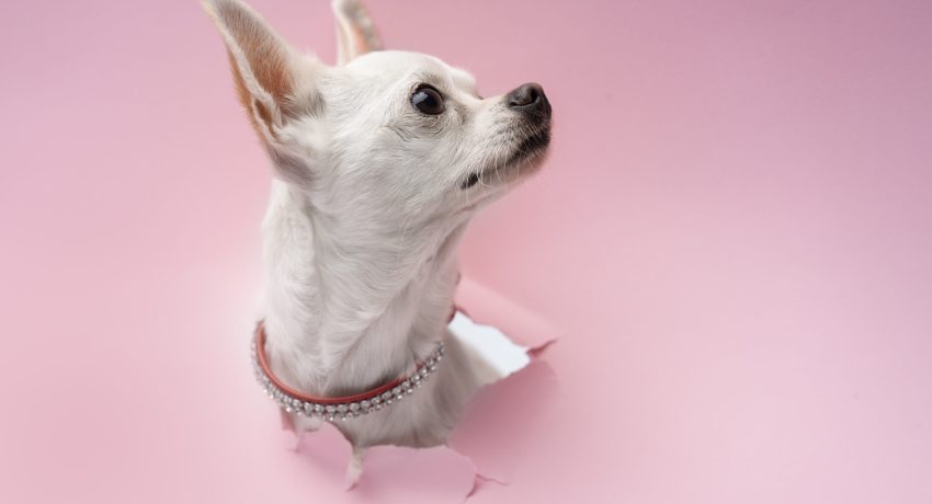 view-adorable-chihuahua-dog-coming-out-torn-paper